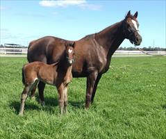 FEMME D’AFFAIRE - Mr Vadim’s dam pictured with her Blackfriars colt at Geisel Park last week